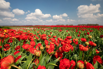 field with red tulips on sunny spring day