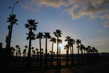Fototapeta na wymiar beautiful palm trees at sunset