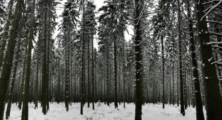 Obraz premium Winter Forest