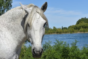 mirada animal
