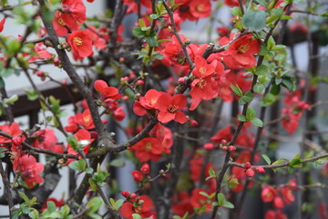 Japanese quince is a deciduous tree that blooms in early spring. The fruit is used for fruit wine and jam.