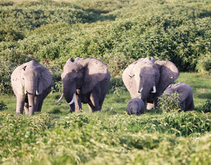 Elephants in Amboseli Nationalpark, Kenya, Africa