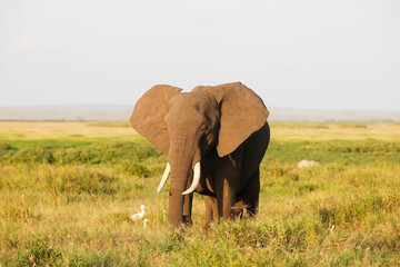 Obraz premium Elephants in Amboseli Nationalpark, Kenya, Africa