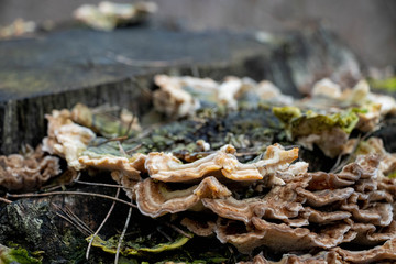 las, huba © Mariusz