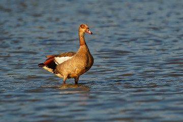 Egyptian Goose - Alopochen aegyptiaca member of the duck, goose, and swan family Anatidae. It is native to Africa south of the Sahara and the Nile Valley