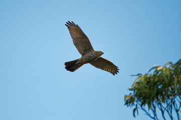 Brown goshawk - Accipiter fasciatus medium-sized bird of prey in the family Accipitridae found in Australia and surrounding islands