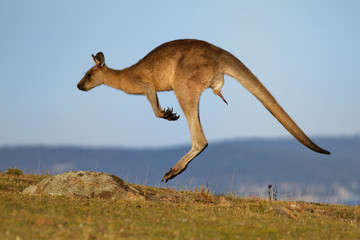 Macropus giganteus - Oostelijke grijze kangoeroe buideldier gevonden in oostelijk derde deel van Australië, ook bekend als de grote grijze kangoeroe en de boswachter kangoeroe. Springen in de kuststruik