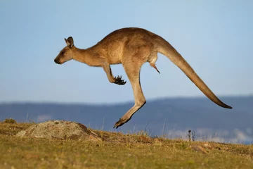 Foto op Plexiglas Macropus giganteus - Oostelijke grijze kangoeroe buideldier gevonden in oostelijk derde deel van Australië, ook bekend als de grote grijze kangoeroe en de boswachter kangoeroe. Springen in de kuststruik © phototrip.cz
