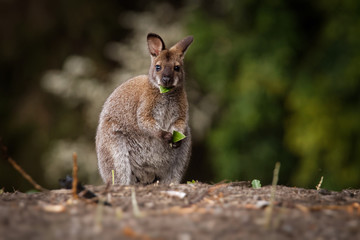Bennett's wallaby - Macropus rufogriseus, also red-necked wallaby, medium-sized macropod marsupial, common in eastern Australia, Tasmania, introduced to New Zealand, England - obrazy, fototapety, plakaty
