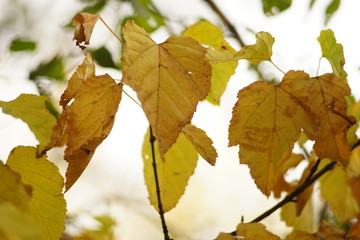 tree branch with brown foliage in the autumn forest
