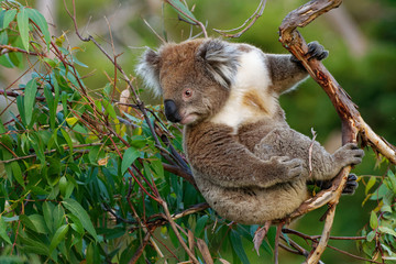 Koala - Phascolarctos cinereus on the tree in Australia, eating, climbing on eucaluptus