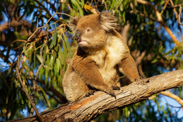 Koala - Phascolarctos cinereus on the tree in Australia, eating, climbing on eucaluptus