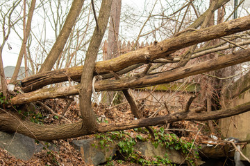 Large Dead Tree Branches Laying Vertically Over a Gap