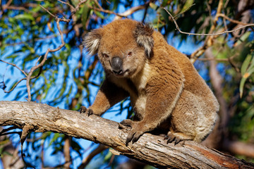 Koala - Phascolarctos cinereus on the tree in Australia, eating, climbing on eucaluptus