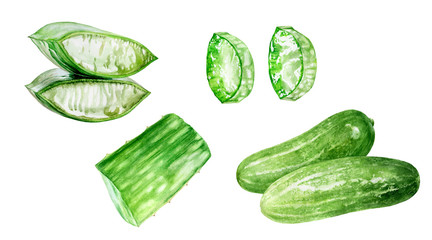 Aloe vera cucumber watercolor isolated on white background