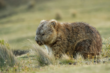 Vombatus ursinus - Common Wombat in the Tasmanian scenery, eating grass in the evening on the island near Tasmania, Australia