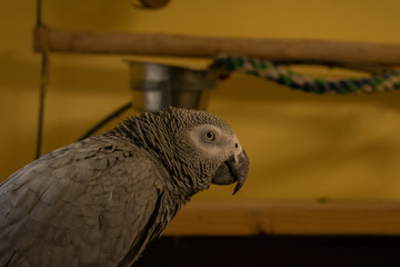 An African Gray Parrot On Top of Her Cage Looking at the Camera with a Yellow Background