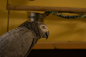 Fototapeta premium An African Gray Parrot On Top of Her Cage Looking at the Camera with a Yellow Background
