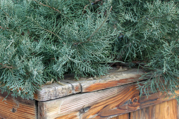 Juniper bush in an old wooden container for shrubs.