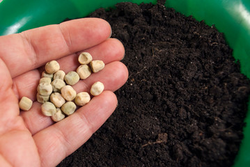 pea seeds on the hand, soil