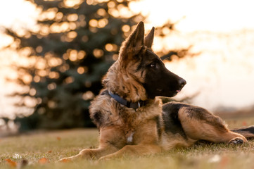 A junior german shepherd dog resting in a backyard