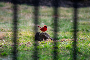 Fototapeta premium A Bright Red Cardinal Standing on a Rock Through a Blurred Black Metal Fence In a Green Grassy Field