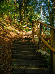 View on stairs in the forest of the Vintgar Gorge in Slovenia