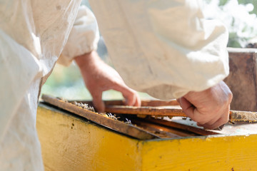The beekeeper opens the hive to prepare for the new season.