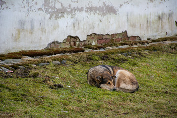 Naklejka premium Dog resting against a stone wall
