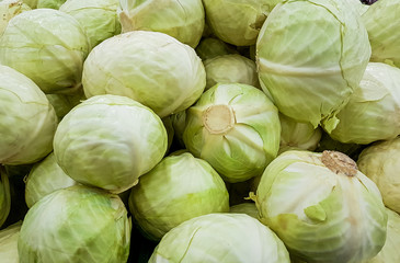 Fototapeta na wymiar Harvesting white cabbage in season. Agricultural industry.