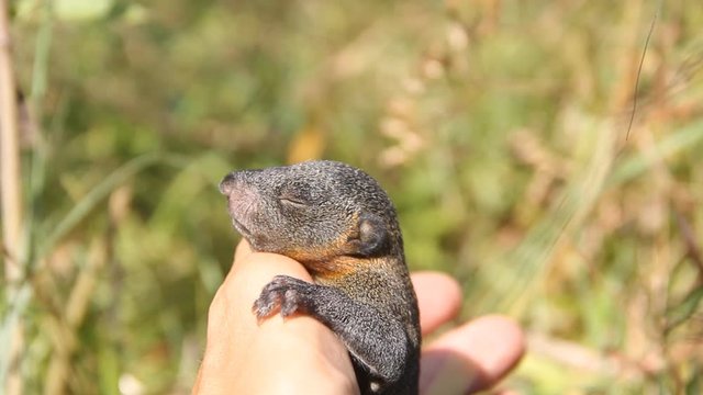 Indian palm squirrel (Funambulus palmarium) pup is removed from a grass nest for shooting, a kit about a month old. Sri Lanka