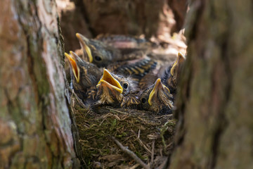 Hungry сhicks, baby birds with open yellow beaks in a nest on tree in spring