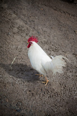 Single White Chicken Walking in Mud