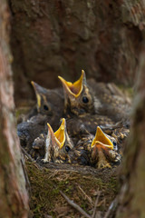Four hungry сhicks, baby birds with open yellow beaks in a nest on tree in spring