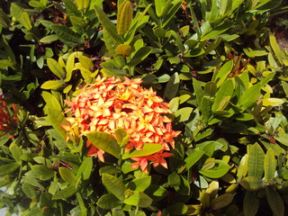 Flor vermelha comum