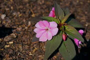 University of South Florida Botanic garden in Spring