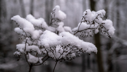 Light white snow on a thin branch of a bush