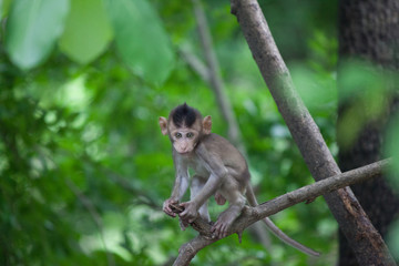可愛いサル