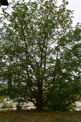 A gorgeous tall tree on the edge of a meadow by the side of the road