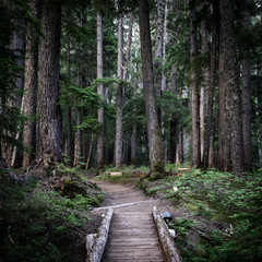 Moody Forest Behind Thick Wooden Bridge