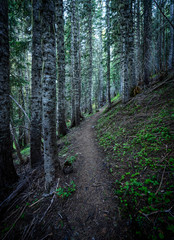 Narrow Trail Through Thick Forest