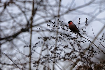 eurasian bullfinch