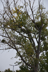 An old tall tree with bird nests