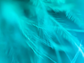 Colorful feathers in extreme close-up. Macro shot. Abstract background