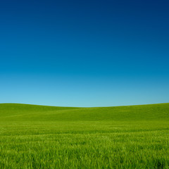 Fototapeta na wymiar Peaceful Grass Field and Clear Blue Sky