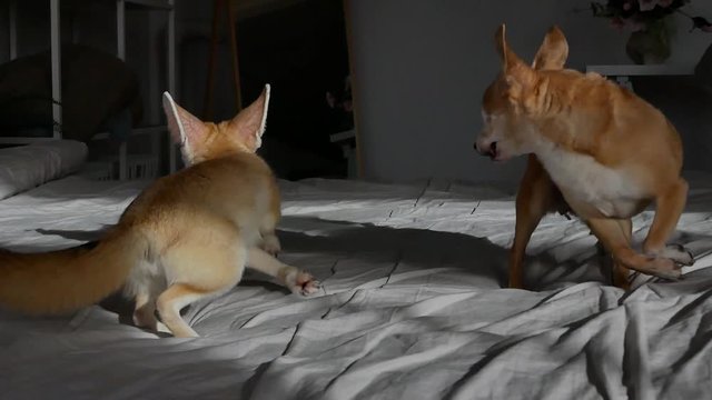 Home fenech fox is friends with a chihuahua dog