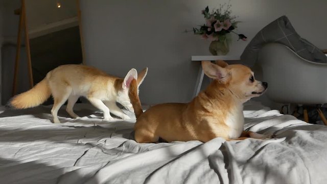 Home fenech fox is friends with a chihuahua dog