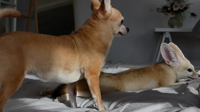 Home fenech fox is friends with a chihuahua dog