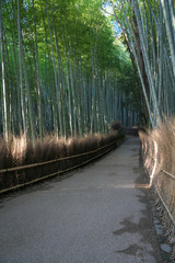 Nara,Japan-February 24, 2020: Bamboo grove path in the winter morning in Arashiyama, Kyoto