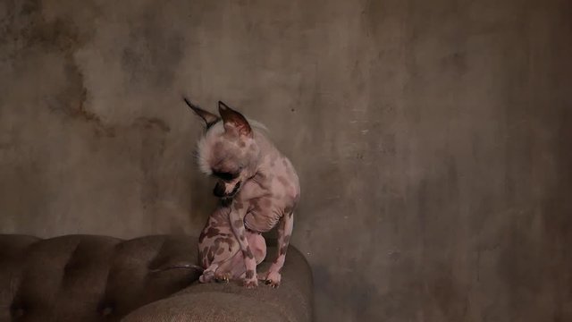 The ugliest naked and dwarf dog